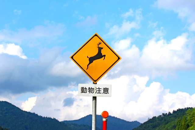 飛び出し注意