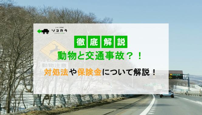 動物との交通事故